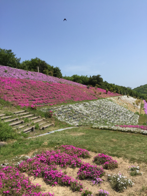 小豆島大観音佛歯寺 花畑