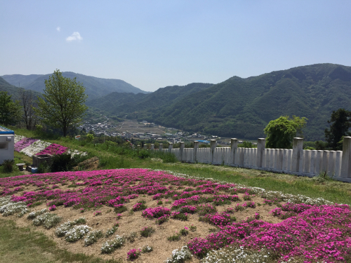 小豆島大観音佛歯寺 花畑