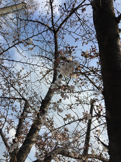 崇禅寺 桜