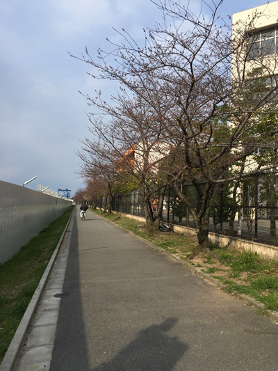 崇禅寺 桜