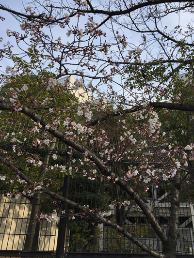 崇禅寺 桜