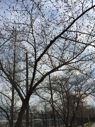 崇禅寺 桜