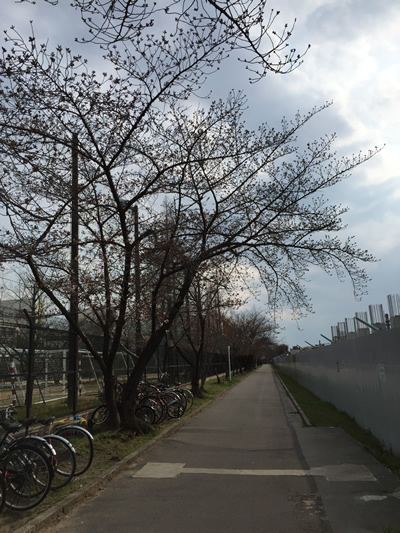 崇禅寺 桜