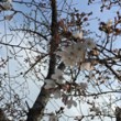 崇禅寺 桜 アイコン