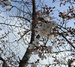 崇禅寺に桜を見に行ったけどまだ咲いてなかった