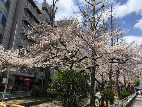 上福島公園 桜