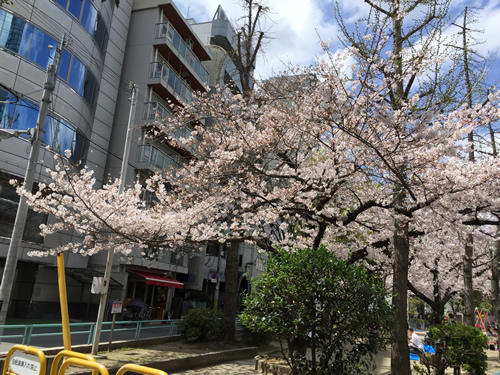 上福島公園 桜