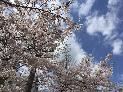 上福島公園 桜