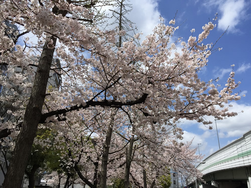 上福島公園 桜