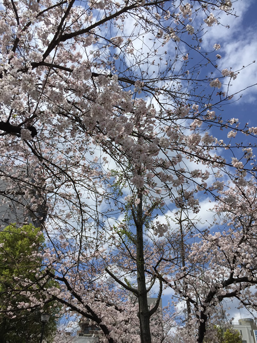 上福島公園 桜