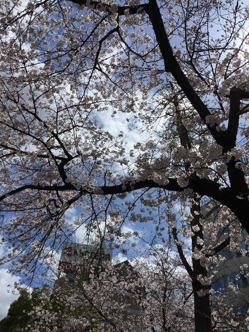 上福島公園 桜