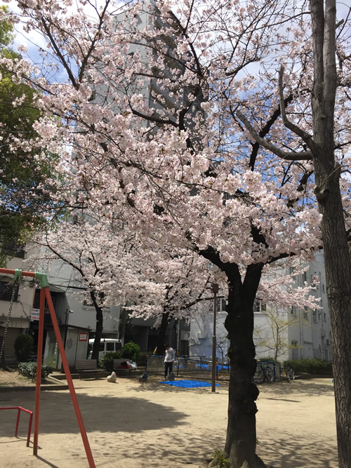 上福島公園 桜