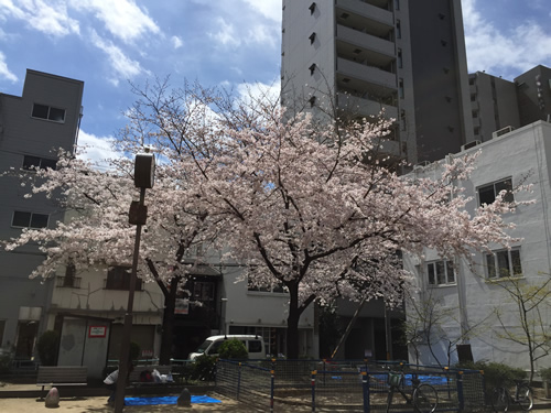 上福島公園 桜