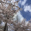 上福島公園 桜 アイコン