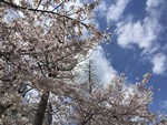 上福島公園の桜を見に来た