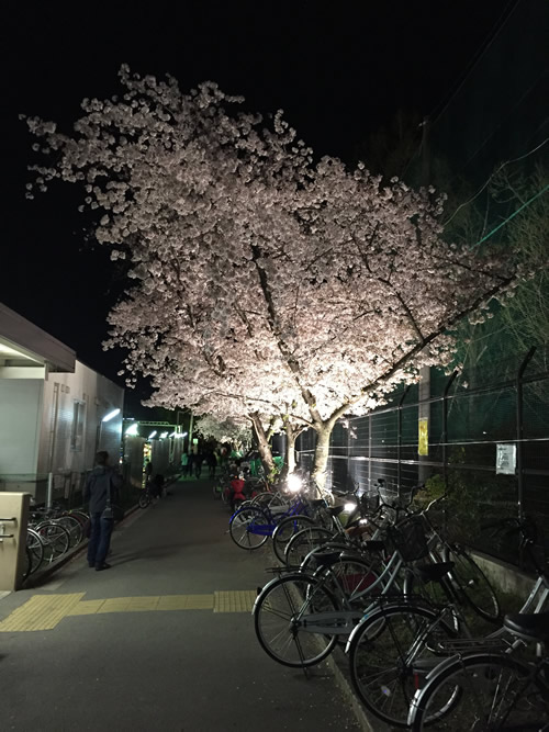 崇禅寺 夜桜