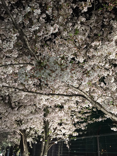 崇禅寺 夜桜