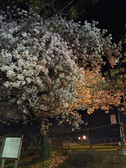 柴島浄水場 桜の通り抜け