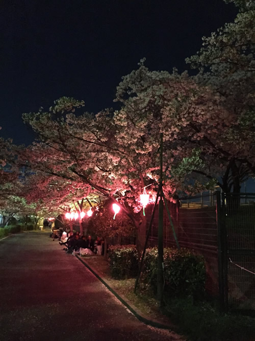 柴島浄水場 桜の通り抜け