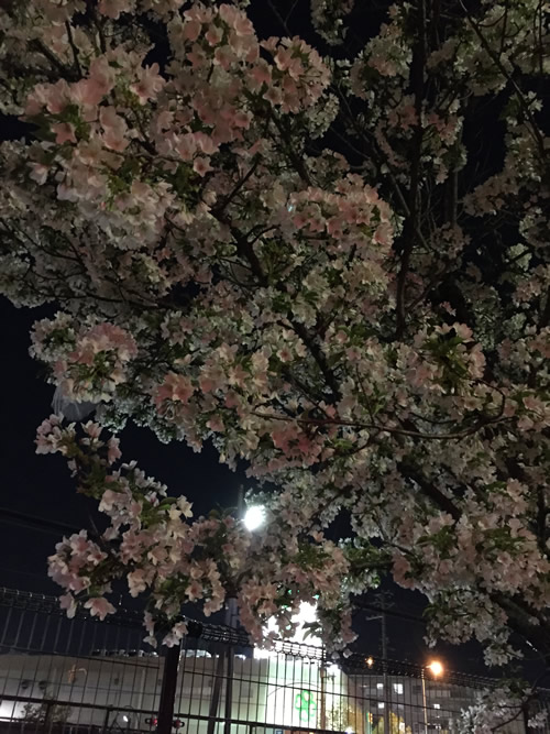 柴島浄水場 桜の通り抜け