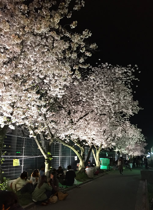 崇禅寺 夜桜
