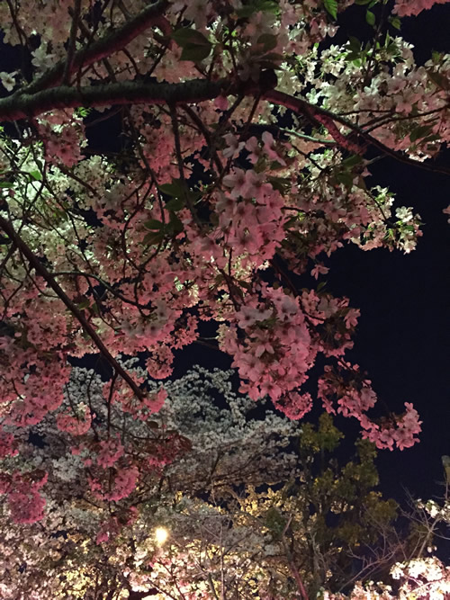 柴島浄水場 桜の通り抜け