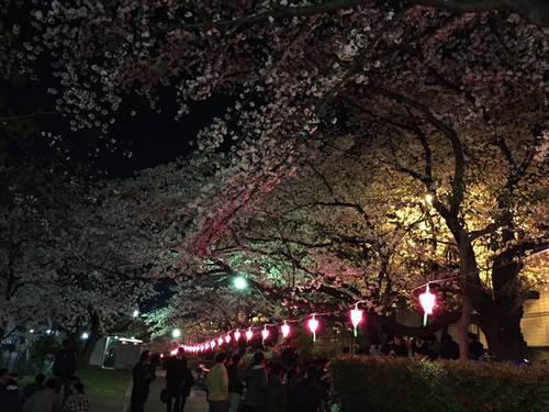 柴島浄水場 桜の通り抜け