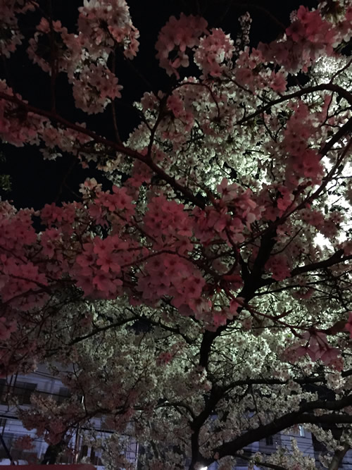 柴島浄水場 桜の通り抜け