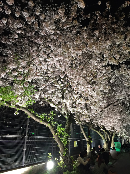 崇禅寺 夜桜