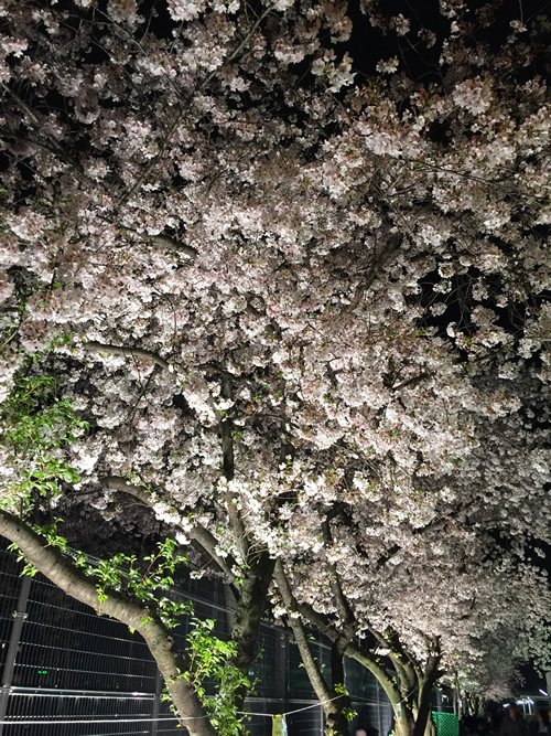 崇禅寺 夜桜