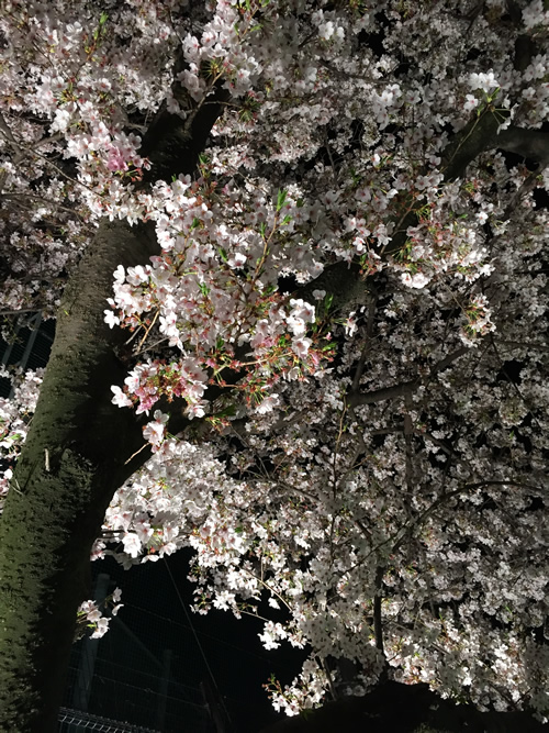 崇禅寺 夜桜