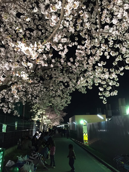 崇禅寺 夜桜