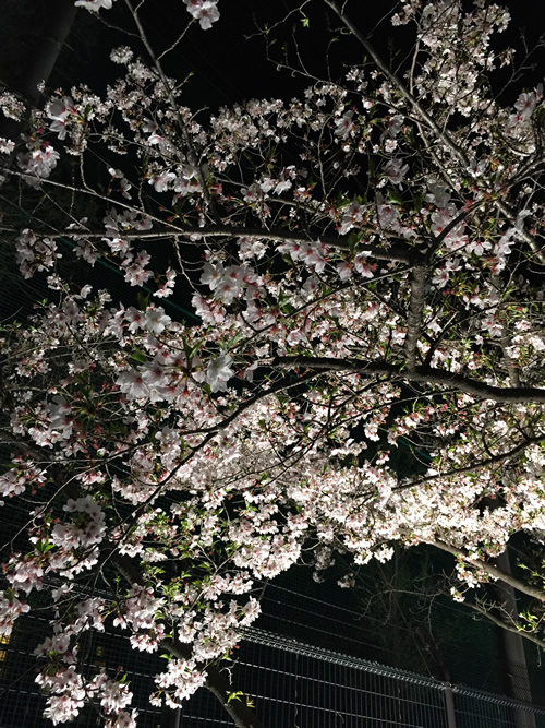 崇禅寺 夜桜