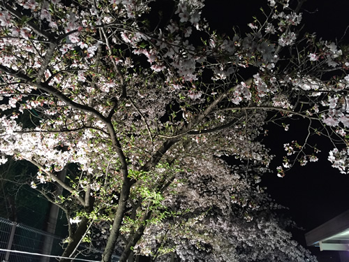 崇禅寺 夜桜