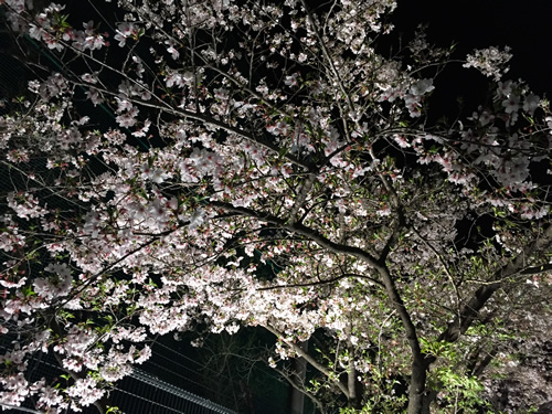 崇禅寺 夜桜