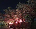 崇禅寺 柴島（くにじま）浄水場の夜桜見学に行ってきた